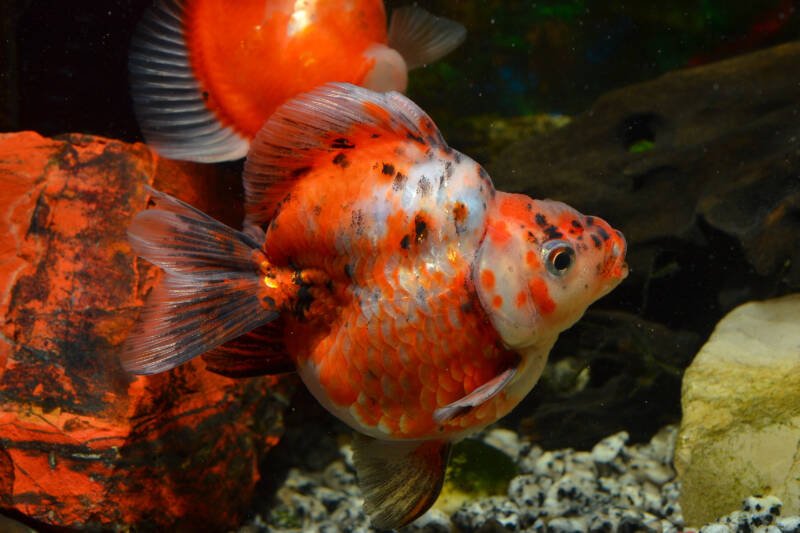 Short tail Ryukin (Carassius auratus) goldfish swimming in a decorated aquarium