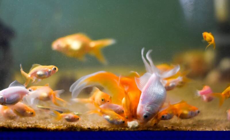 Shoal of goldfish feeding on sinking pellets on the bottom of aquarium