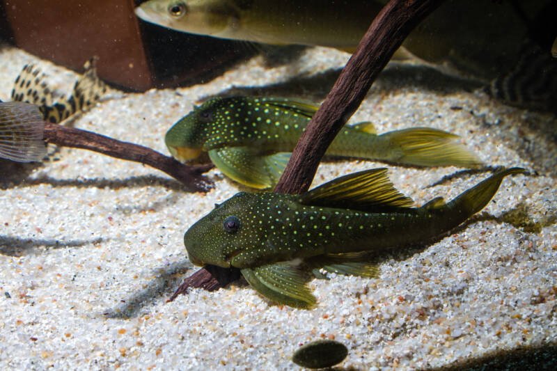 Pair of Baryancistrus demantoides also known as fancy green phantom plecos L200 dwelling the bottom in a community aquarium