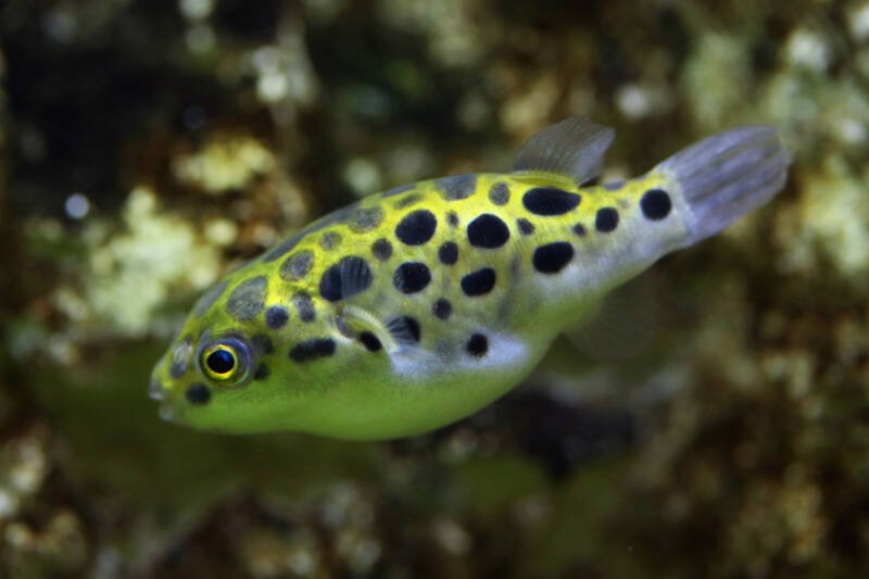 Tetraodon nigroviridis also known as green spotted puffer swimming downwards in a brackish aquarium
