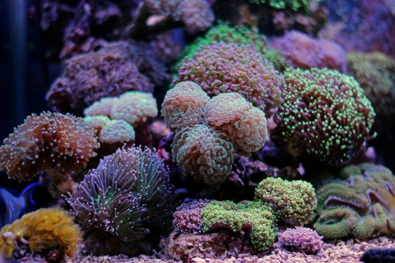 Euphyllia LPS corals in a reef tank
