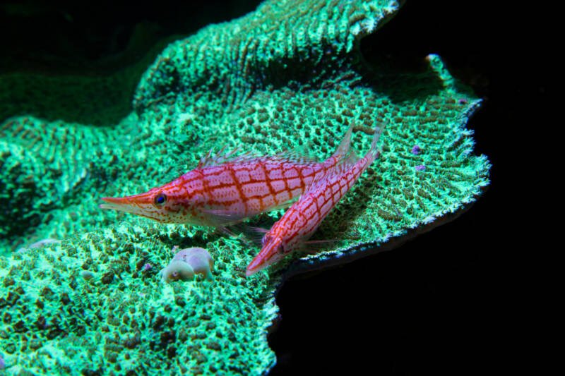 Two longnose hawkfish on a coral under dimmed light