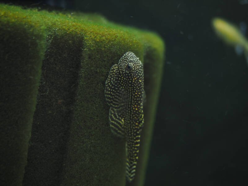 Sewellia lineolate also known as hillstream loach on a sponge filter in aquarium