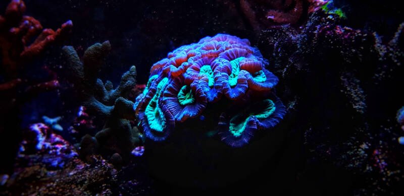 Dome Caulastraea furcata also known as candy cane coral under neon light in a reef tank
