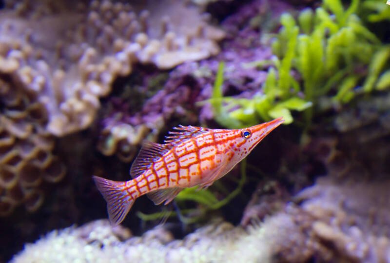 Oxycirrhites typus also known as longnose hawkfish swooping in a reef aquarium