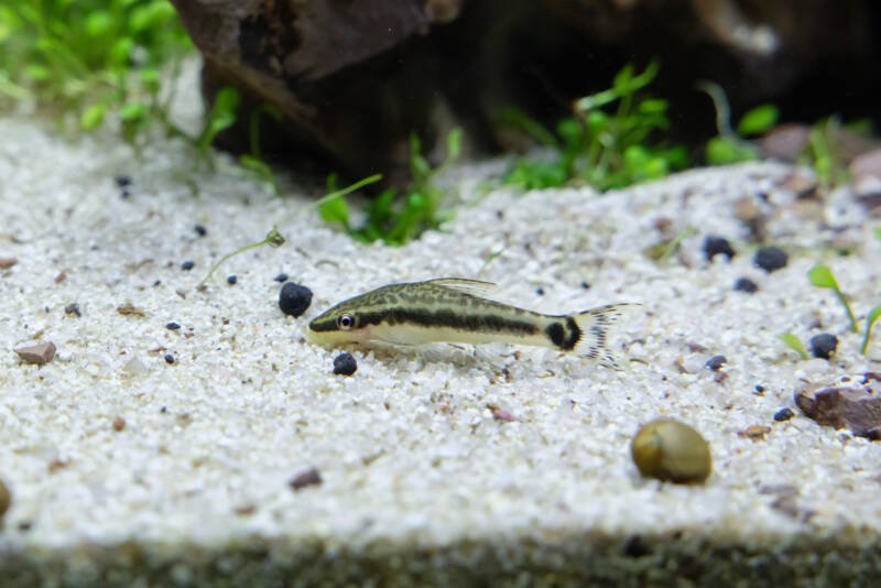 Otocinclus on a sandy bottom of a planted aquarium