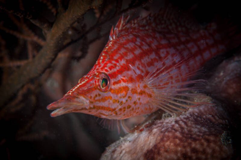 Oxycirrhites typus also known as longnose hawkfish perching into a coral reef