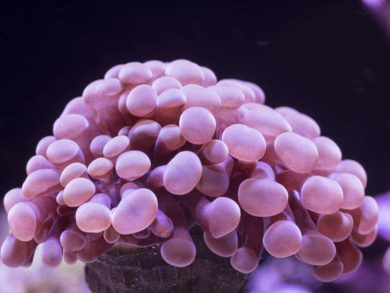 Pink Euphyllia ancora also known as hammer coral featuring round tips in a reef tank