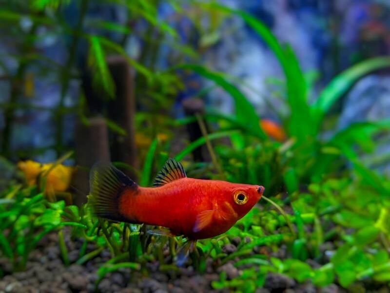 Xiphophorus sp. commonly known as platy fish swimming in a planted aquarium