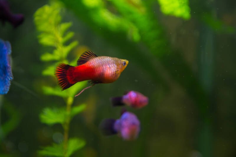 Pregnant Poecilia sphenops also known as molly swimming in a planted aquarium with other fish