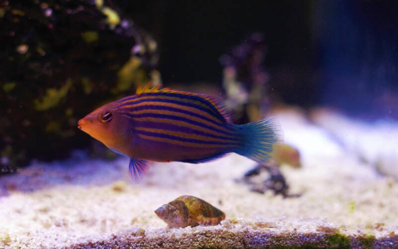 Pseudocheilinus hexataenia commonly known as six line wrasse swimming in a decorated saltwater aquarium with live rock and live sand