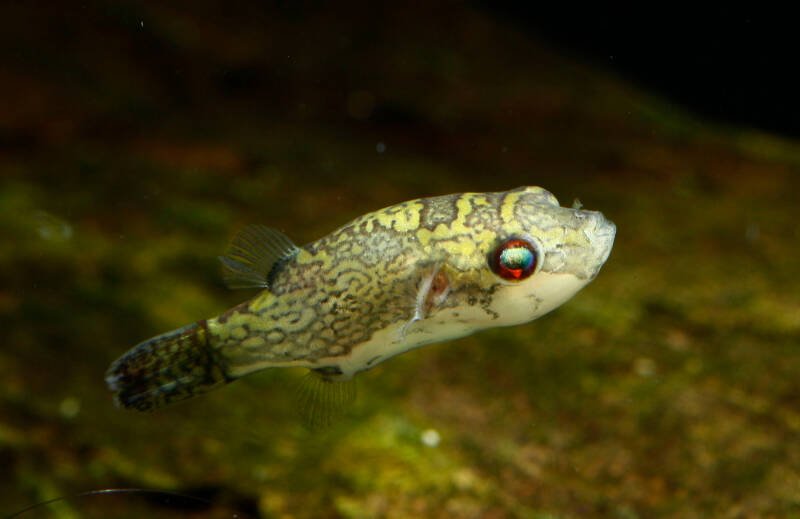Carinotetraodon irrubesco also known as red-tail red eye dwarf puffer swimming in aquarium