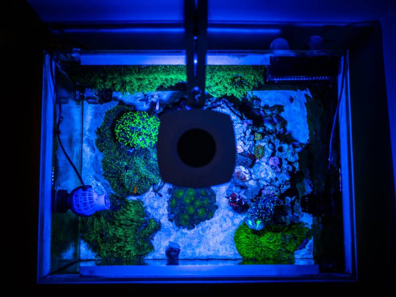 Top view of a reef tank under blue light