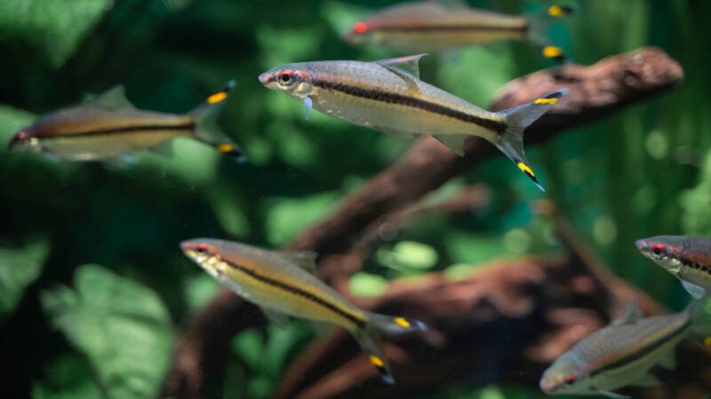 Shoal of Sahyadria denisonii also known as roseline sharks or Denison barbs swimming in a planted aquarium with driftwood
