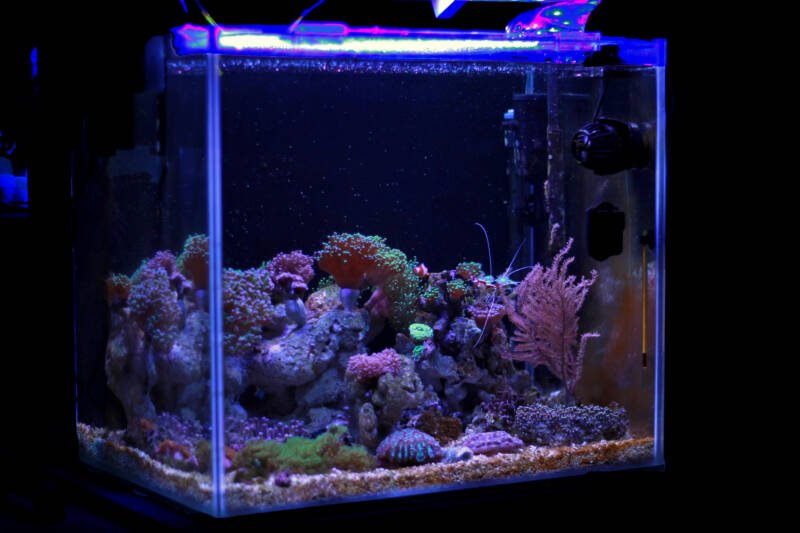 Feeding corals in reef tank 
