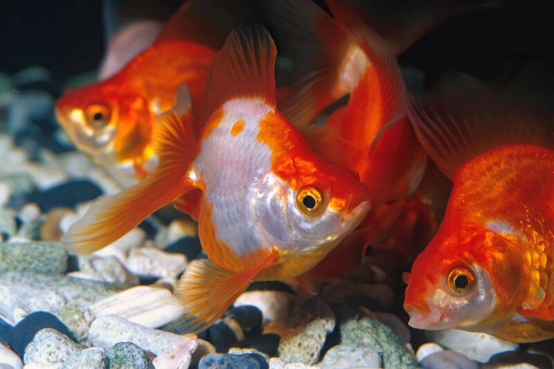 A school of ryukin fancy goldfish variety swimming close to gravel bottom in aquarium