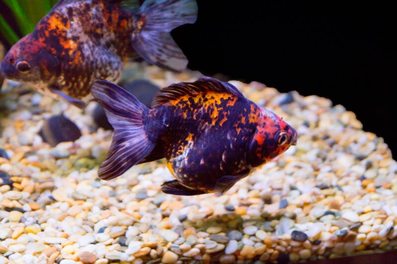 Pair of Ryukin goldfish breed swimming in aquarium