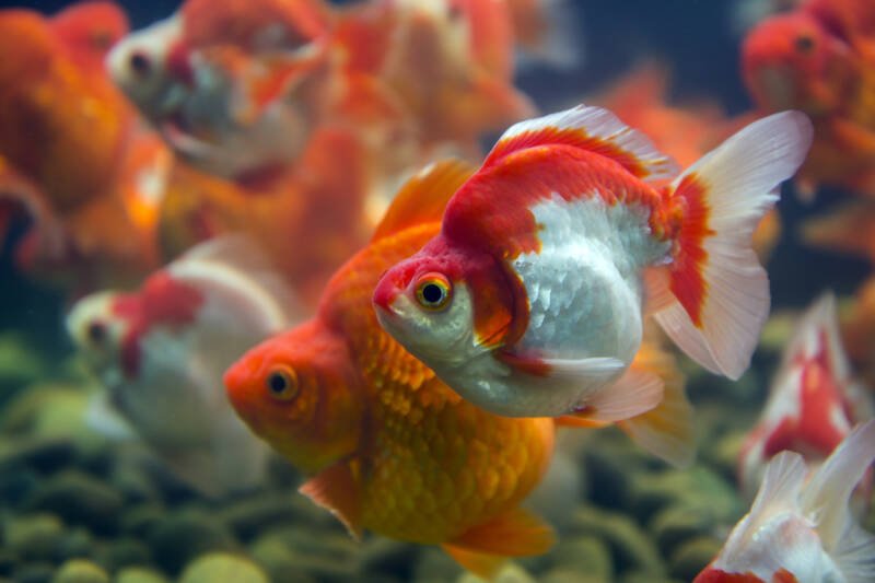 A large school of Ryukin goldfish