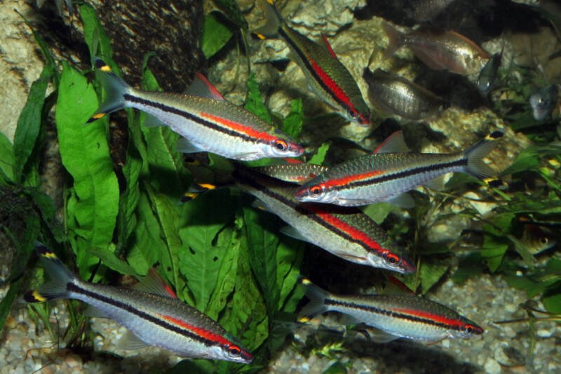 Shoal of Sahyadria denisonii also known as Denison's barbs or roseline sharks actively swimming in a freshwater aquarium with rocks and plants