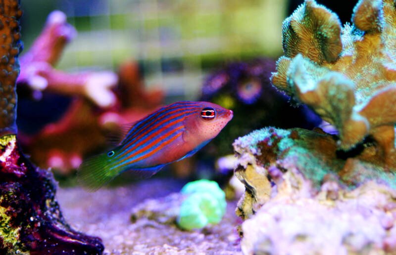 Pseudocheilinus hexataenia also known as six line wrasse swimming in a reef tank