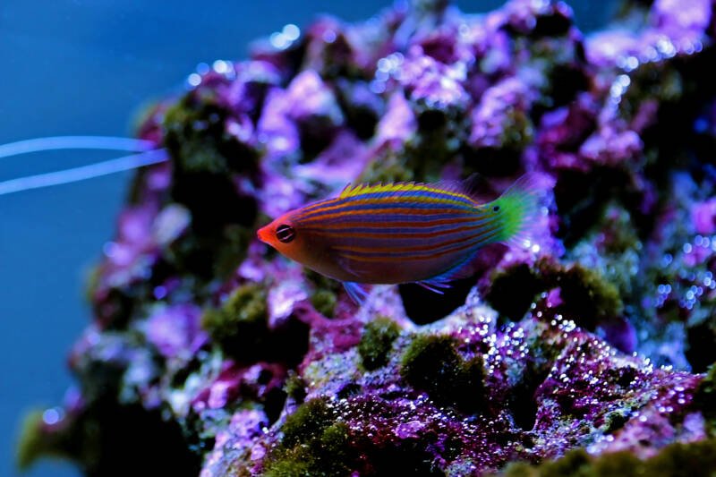 Pseudocheilinus hexataenia commonly known as six line wrasse swimming near live rock in a saltwater aquarium