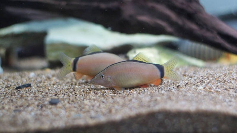 Yasuhikotakia morleti also known as skunk loaches on a sandy substrate in a freshwater aquarium