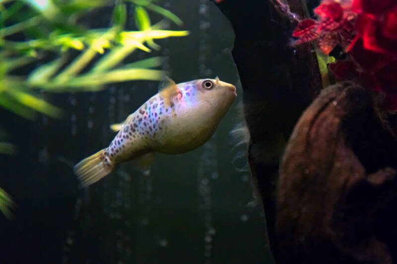 Colomesus asellus also known as South American puffer swimming in a freshwater planted aquarium