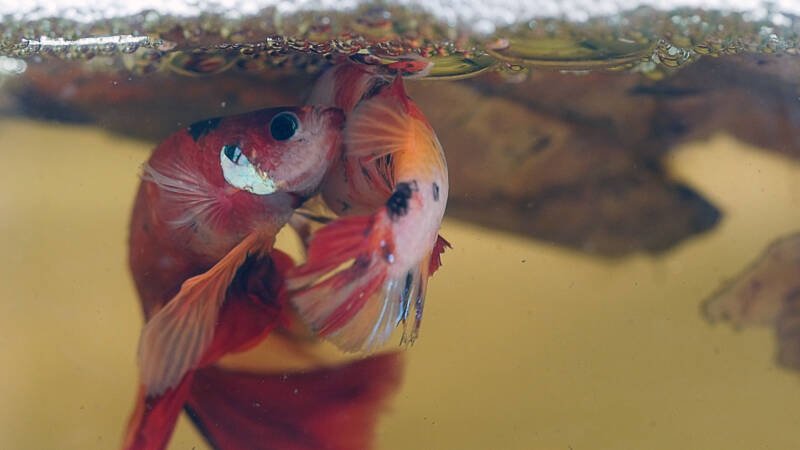 A pair of betta fish swimming side by side during the spawning process in aquarium