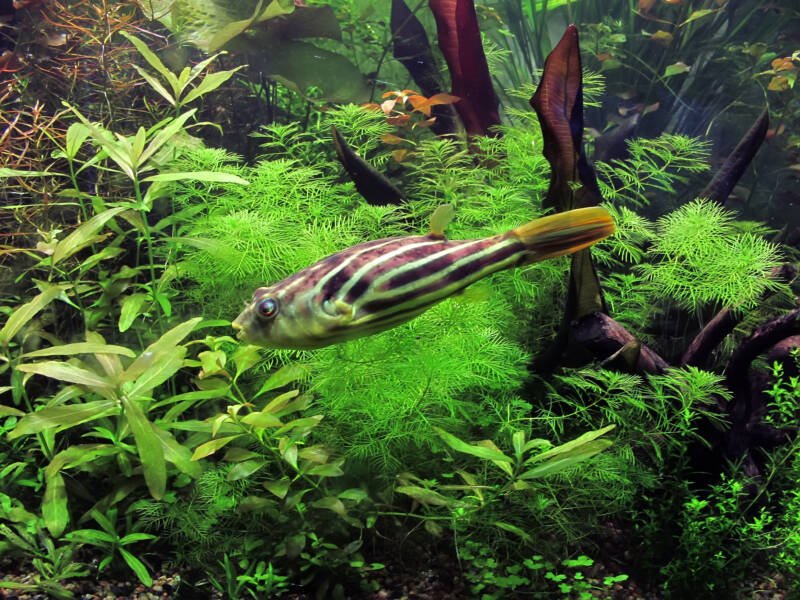Tetraodon lineatus also known as fahaka puffer swimming fast in a freshwater well-planted aquarium