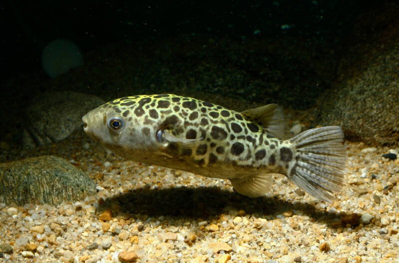 Tetraodon nigroviridis also known as green spotted puffer swimming in a freshwater aquarium with a sandy bottom
