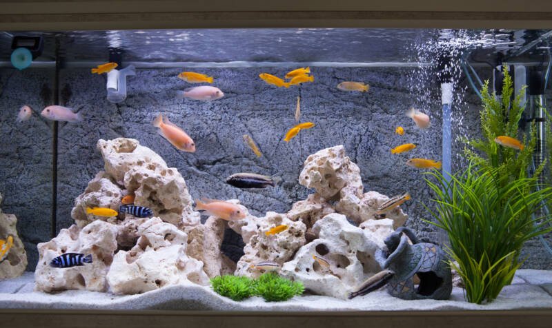 Cichlids aquarium decorated with Texas holey rocks