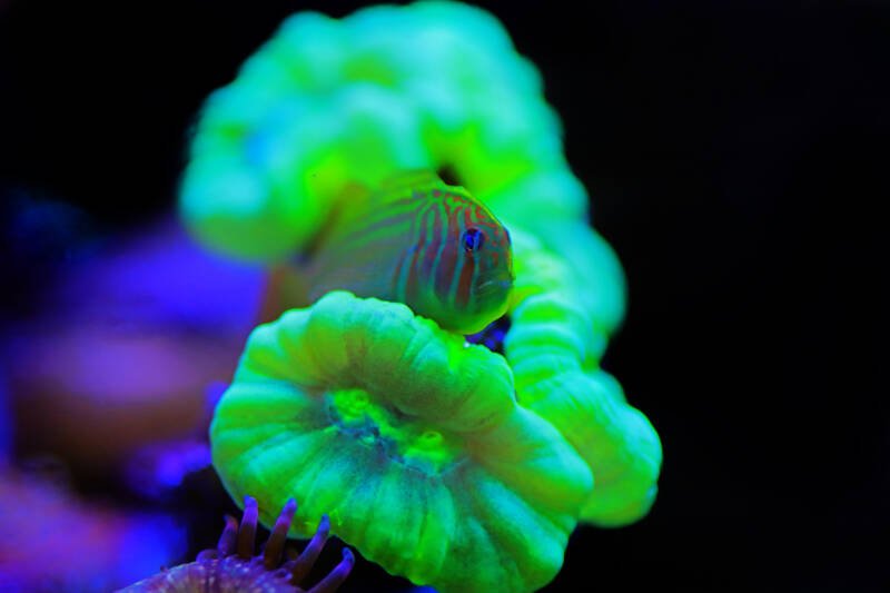 Gobiodon histrio also known as green clown coral goby camouflages in yellow candy cane coral in a reef tank