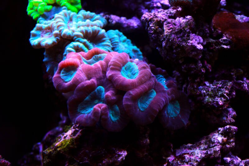 Several different colors Caulastraea furcata also known as trumpet or candy cane LPS coral in reef tank