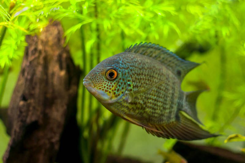 Heros efasciatus also known as red spotted turquoise severum swimming in aquarium with live aquatic plants and driftwood 