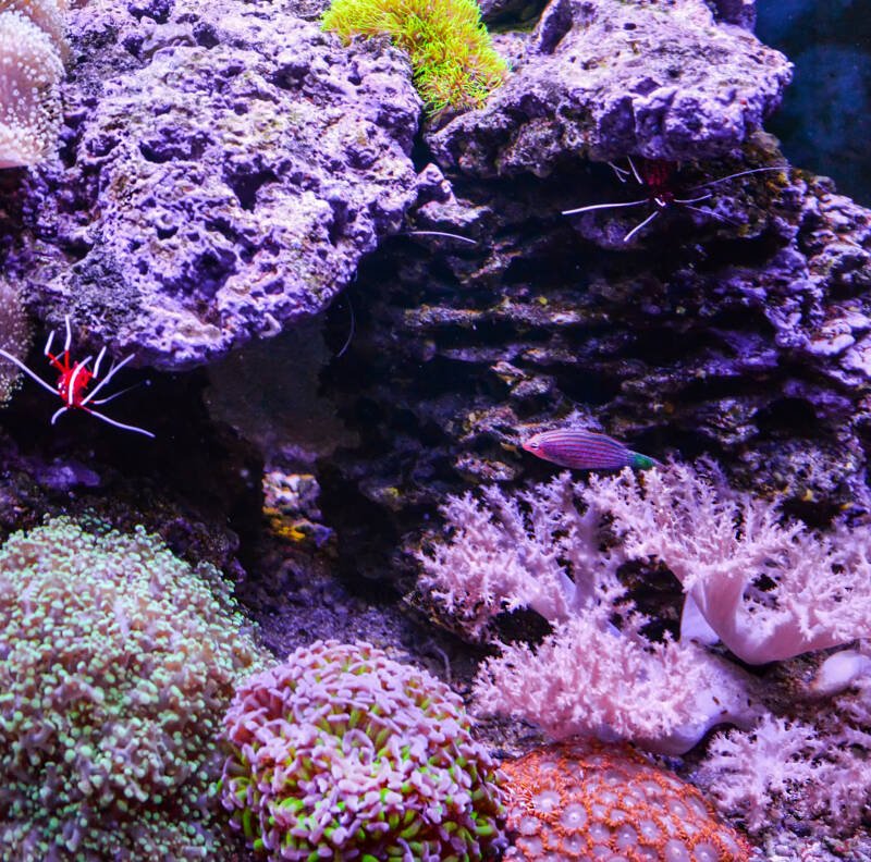 Reef tank full of corals, peppermint shrimp and six line wrasse