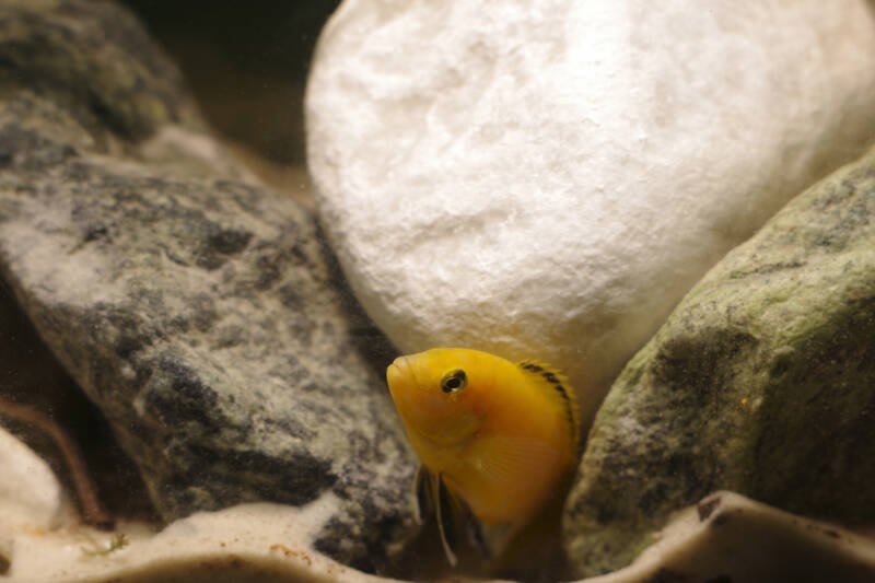 Labidochromis caeruleus also known as lemon yellow lab in the aquarium hiding between the rocks 