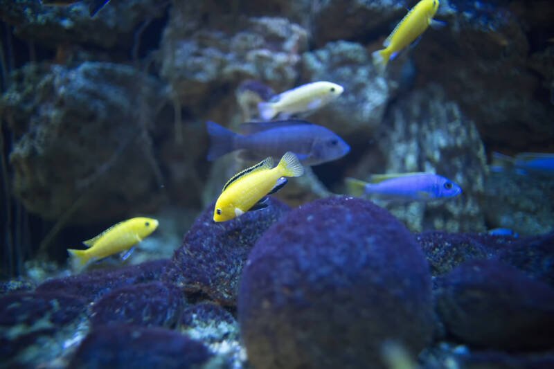 Labidochromis caeruleus also known as lemon yellow lab cichlid swimming with other lake Malawi cichlids in a freshwater aquarium decorated with rocks