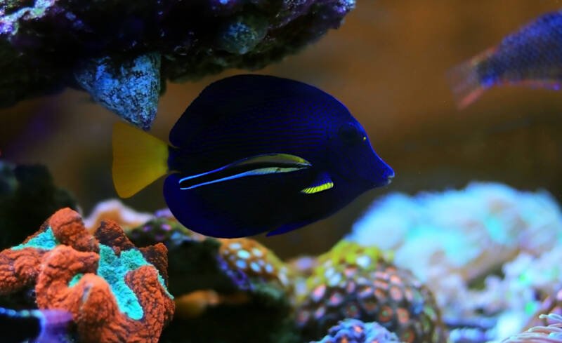 Bluestreak cleaner wrasse and tang swimming together in a reef tank