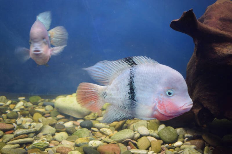 A pair of Vieja maculicauda commonly known as blackbelt cichlid swimming in aquarium