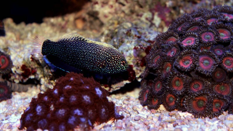 Macropharyngodon meleagris commonly known as black variation of leopard wrasse swimming in a reef tank