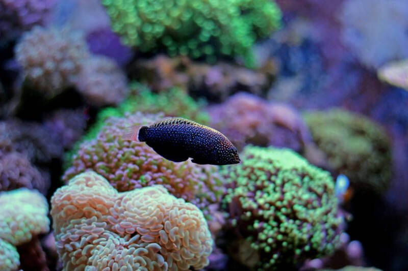Black leopard wrasse swimming in a large reef tank full of corals