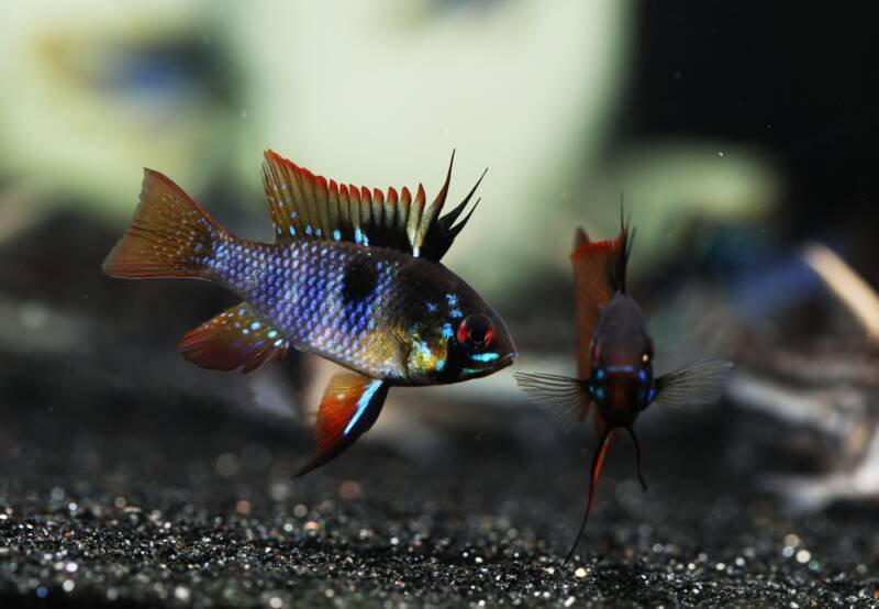 A pair of Mikrogeophagus ramirezi commonly known as midnight ram or black ram cichlids swimming in freshwater aquarium close to the bottom