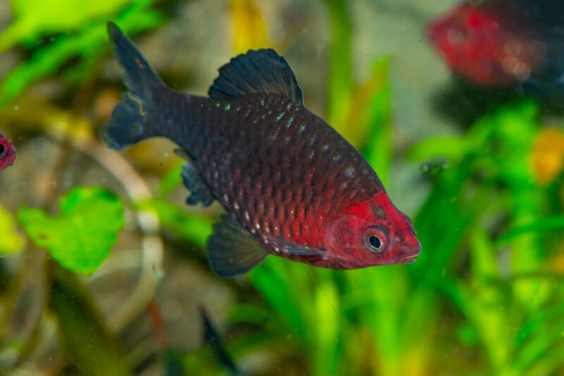 Pethia nigrofasciata commonly known as black ruby barb or purplehead barb swimming in a planted aquarium