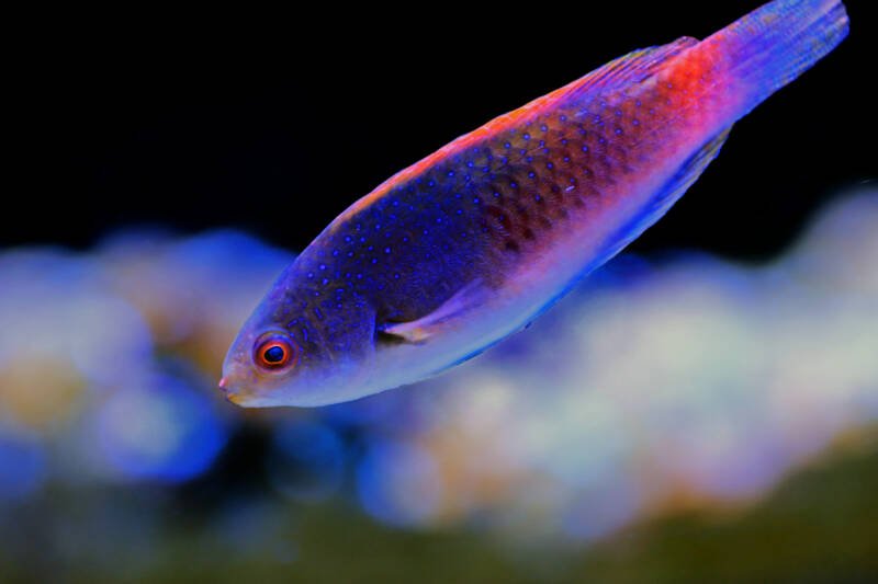 Cirrhilabrus cyanopleura commonly known as bluehead fairy wrasse swimming downward