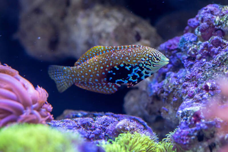 Macropharyngodon bipartitus commonly known as blue star leopard wrasse swimming in a reef tank