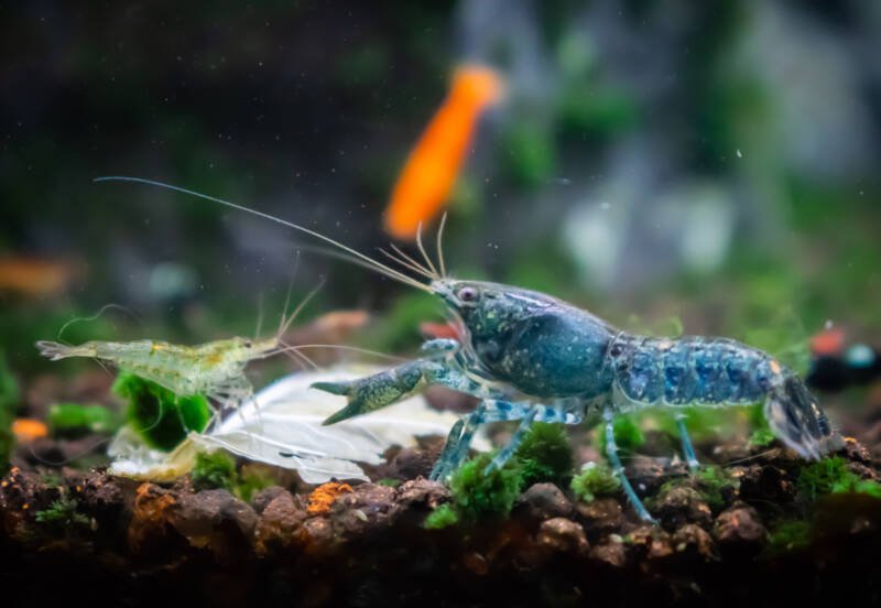 Cambarellus shufeldtii also known as blue cajun dwarf crayfish seem to attack the other shrimp in aquarium