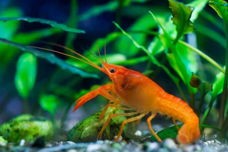 Cambarellus patzcuarensis also known as Mexican dwarf crayfish in a planted aquarium