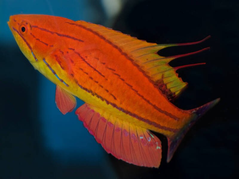 Paracheilinus carpenteri commonly known as carpenter’s flasher wrasse turning towards the surface in a saltwater aquarium