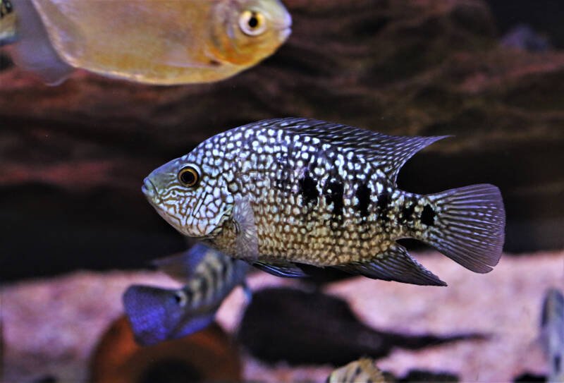 Herichthys carpintis commonly known as carpintis or pearlscale cichlid swimming in community aquarium with other fish