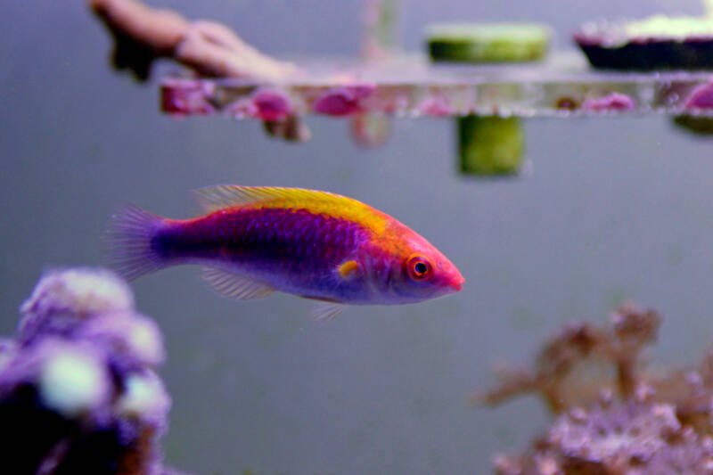 Cirrhilabrus lubbocki commonly known as Lubbock's fairy wrasse swimming close to the surface in a marine aquarium
